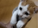 cats, cats, chatons, chat gif mignon, gif du chat coupable