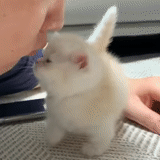 kelinci itu putih, angora rabbit, kelinci kurcaci, kelinci kerdil itu putih, kelinci itu dekoratif putih