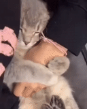 cat, cat, hands, cat animal, a gentle kitten