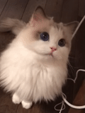 kucing, kucing, kucing, kucing persia, slbb cat martis