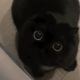 gatto, gatto nero, gattino nero, gattino dagli occhi neri e marroni