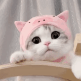 cat, cute cat, cute cats, kitty hat, photos of cute cats