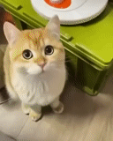 gato, gatos, o gato é engraçado, gatos engraçados, vídeo engraçado de gatos