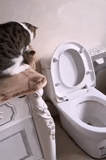 la toilette, gatto gatto, gatto del water, wc wc wc