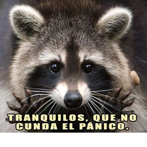 raccoons, raccoon strip, raccoon strip, evil raccoon strip, the raccoon is a honeycomb