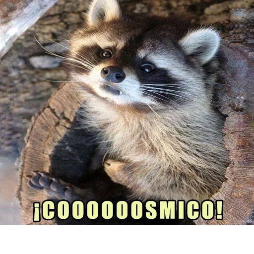 rakun, rakun, raccoon yang terhormat, rakun lucu, strip rakun