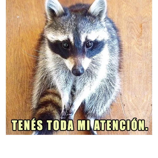 guaxinim, raccoon melanie, raccoon engraçado, faixa de guaxinim, faixa de guaxinim