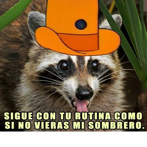 mapache, mapache, tira de mapache, rapaces de mapache roba robos, raccoon strip es astuto