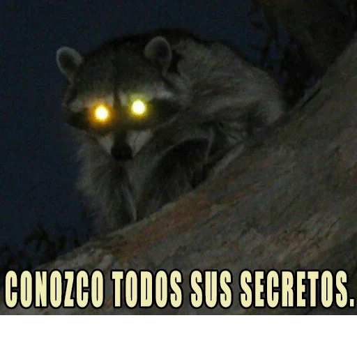 mapache, mapache, un terrible mapache, raccoon feo, animal nocturno de mapache