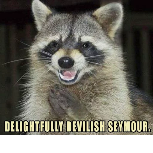 a cunning raccoon, raccoon strip, raccoon strip meme, evil raccoon strip, raccoon stripes smiles