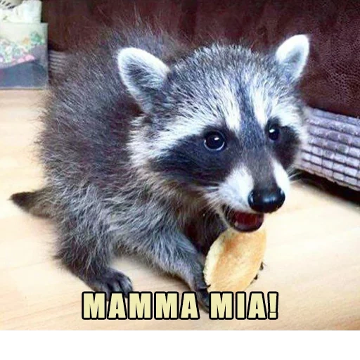 rakun, raccoon cub, hewan rakun, strip rakun, rakun kecil