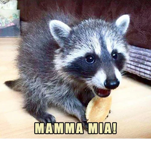 raccoon, raccoon cub, raccoon animal, raccoon strip, little raccoon