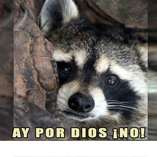 guaxinins, raccoon do mal, faixa de guaxinim, sad raccoon, faixa de guaxinim do mal