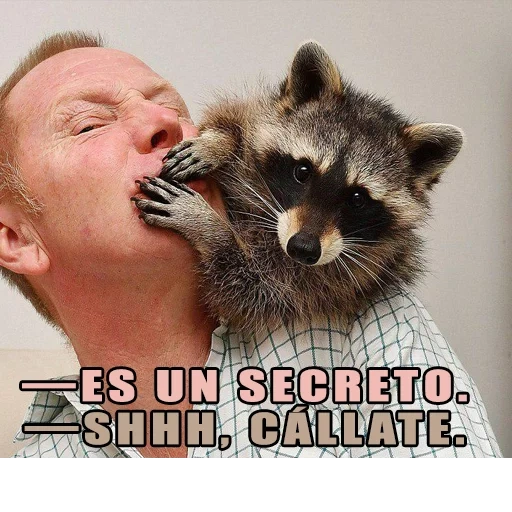 guaxinim, guaxinim, um guaxinim astuto, faixa de guaxinim, raccoon satisfeito