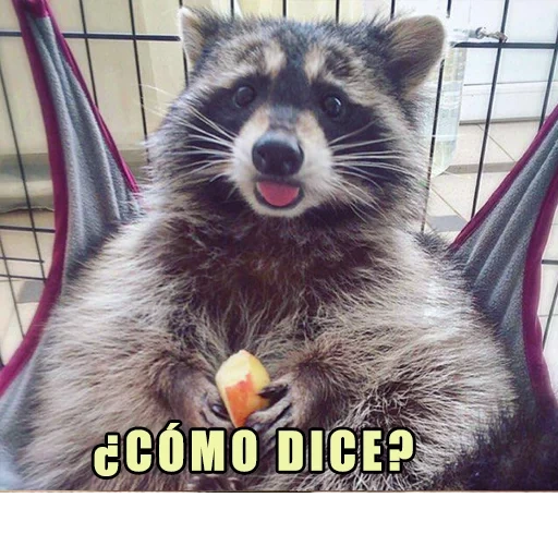 guaxinins, guaxinim, guaxinim de guaxinim, faixa de guaxinim, raccoon teimoso