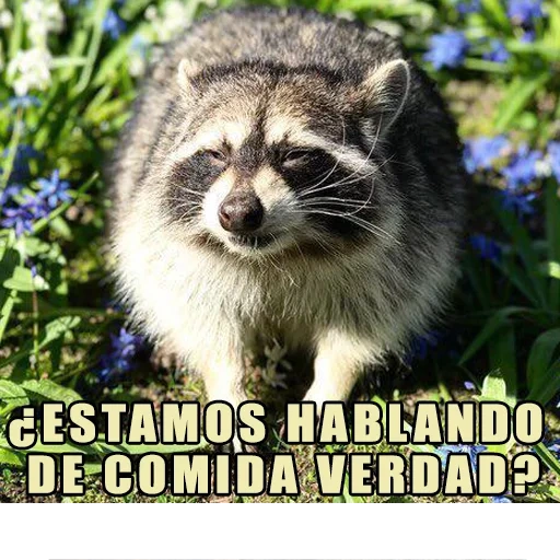 guaxinins, guaxinim de guaxinim, raccoon da habitação, animal de guaxinim, faixa de guaxinim