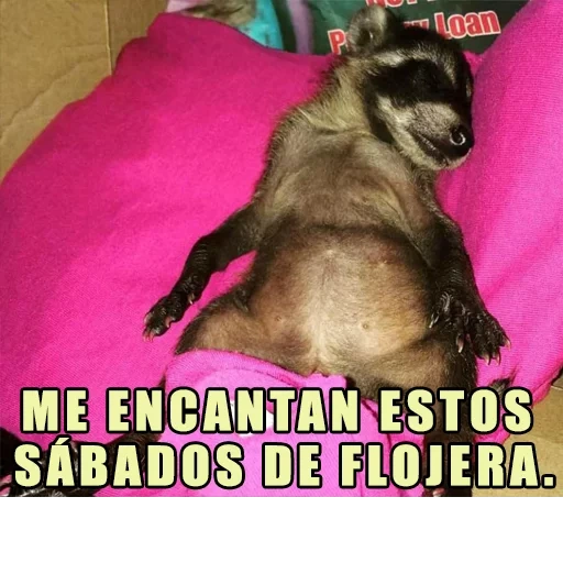 guaxinins, guaxinim, o guaxinim fica, faixa de guaxinim, raccoon doméstico