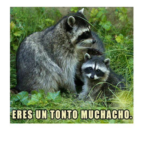 tira de mapache, tira de mapache, familia de mapache, raccoon strip es astuto, raccoon strip green