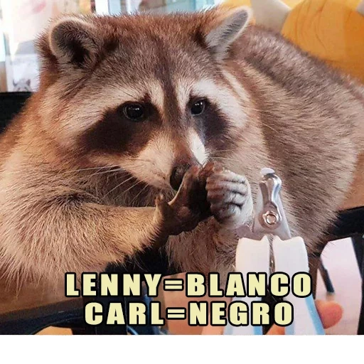 procioni, procione, il procione si è ammalato, striscia di procione, case raccoon strip