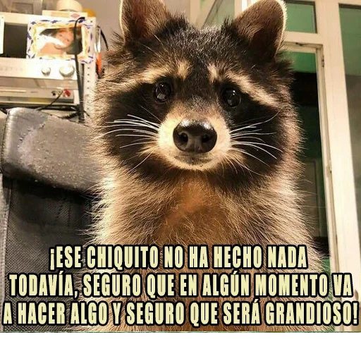 guaxinim, grande guaxinim, faixa de guaxinim, faixa de guaxinim do mal, strip raccoon enotovich