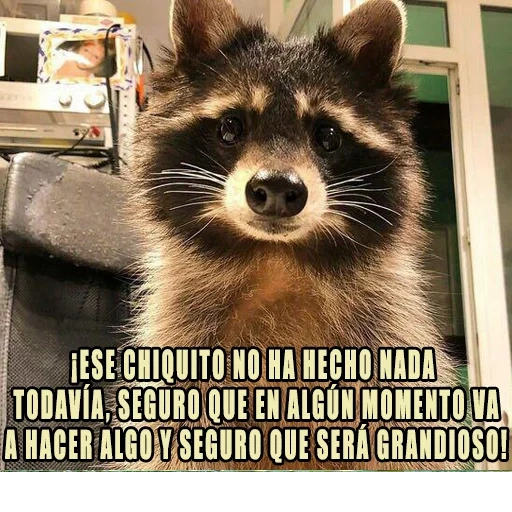 waschbär, großer waschbär, waschbärstreifen, böser waschbärstreifen, strip raccoon enotovich