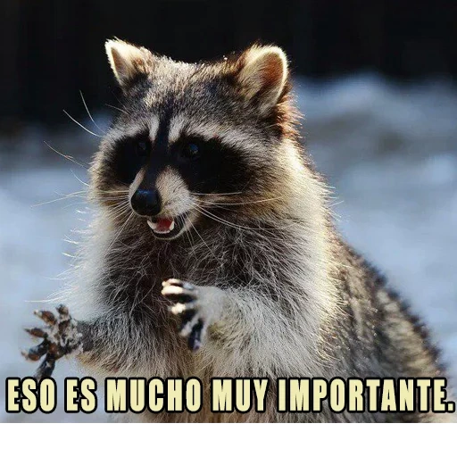 raccoon, the raccoon is cute, raccoon strip, evil raccoon strip, the raccoon is small