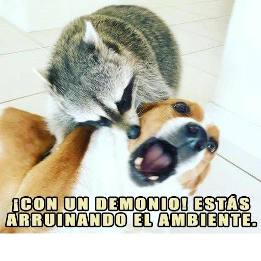 raccoon oreo, calabaza, los abrazos de mapache, perro de mapache juntos, el mapache abraza al perro