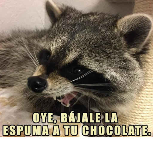 guaxinins, raccoon do mal, um guaxinim astuto, faixa de guaxinim, faixa de guaxinim do mal