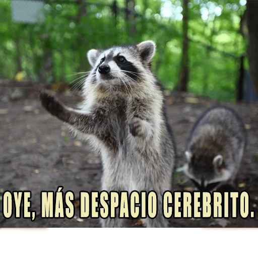 guaxinins, faixa de guaxinim, faixa de guaxinim, o guaxinim é pequeno, família de strip raccoon