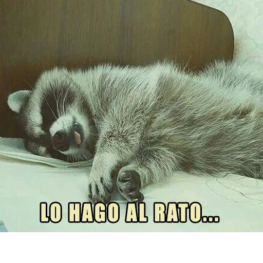 raccoons, raccoon, raccoon strip, raccoon strip, raccoon stripes sleeping