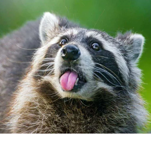raccoon, raccoon shock, raccoon strip, raccoon strip, evil raccoon strip