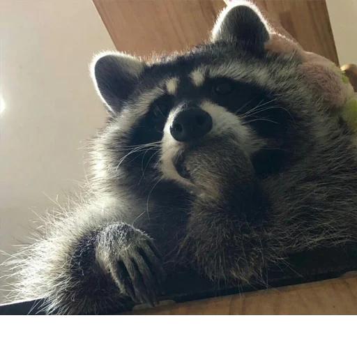 guaxinins, raccoon da habitação, faixa de guaxinim, sad raccoon, raccoon está sem teto