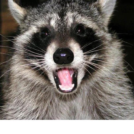 raccoon, raccoon muzzle, raccoon strip, evil raccoon strip, evil raccoon strip