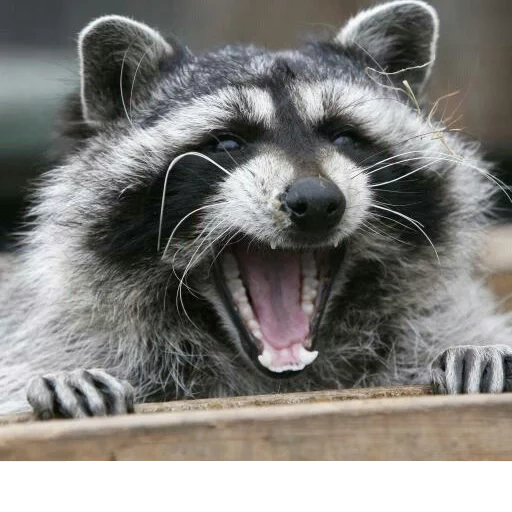 raccoon, evil raccoon, raccoon strip, raccoon strip, evil raccoon strip