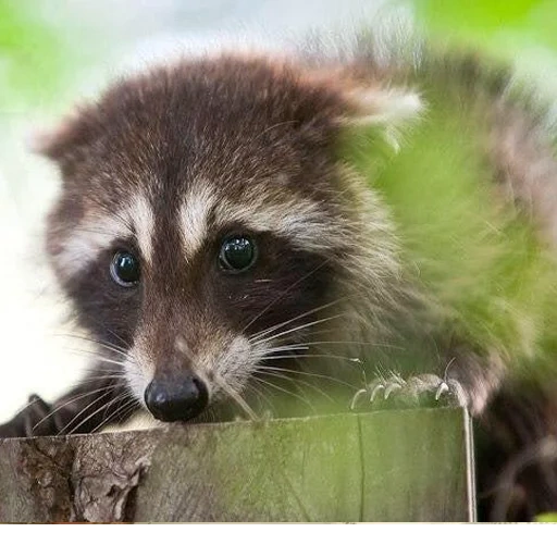 rakun, rakun, raccoon yang terhormat, raccoon yang terhormat, strip rakun yang indah