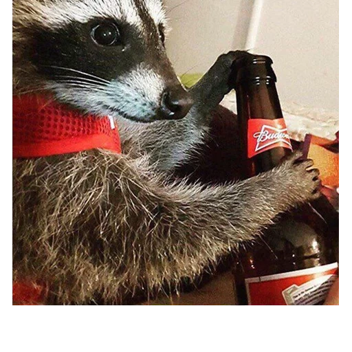rattrapage, raccoon grisha, buhoy raccoon, raton laveur avec une bouteille, raton laveur avec un pot de bière