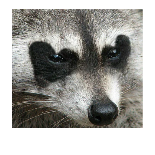 raccoons, raccoon, raccoon's eyes, raccoon animal, raccoon strip