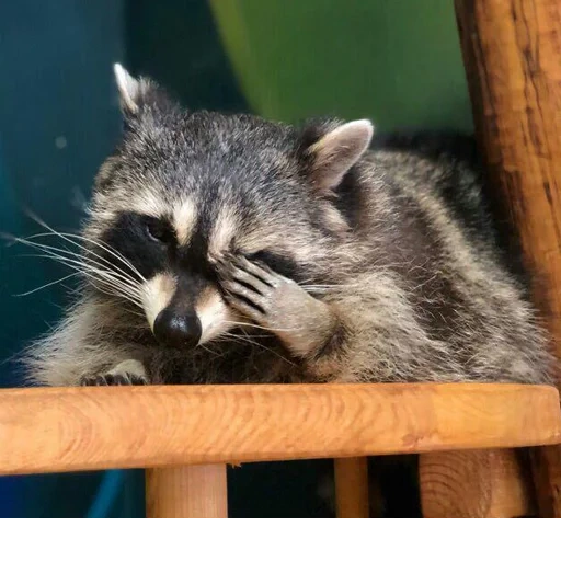 guaxinins, guaxinim, raccoon da habitação, faixa de guaxinim, o guaxinim é lindo