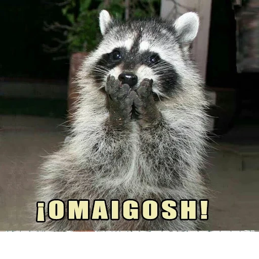 guaxinim, focinho de guaxinim, um guaxinim astuto, raccoon engraçado, raccoon satisfeito