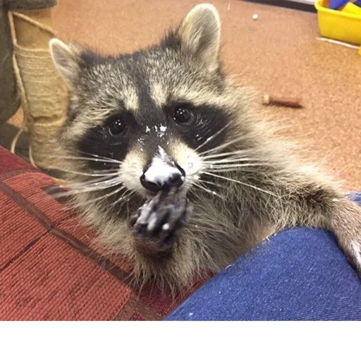 raccoon, raccoon strip, red raccoon strip, bald raccoon strip, raccoon stripes smiles