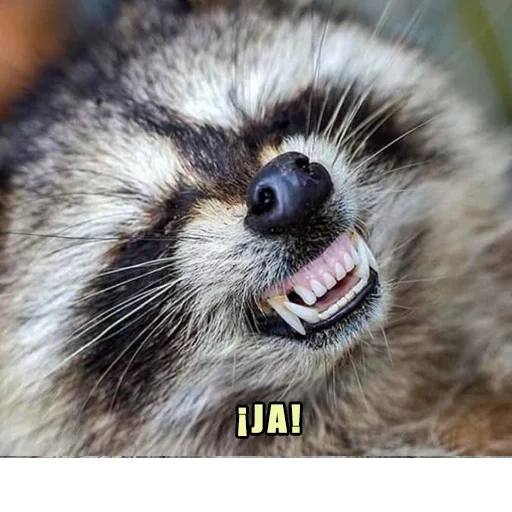 faixa de guaxinim, faixa de guaxinim, raccoon listrado, raccoon strip smooth, raccoon stripes sorri