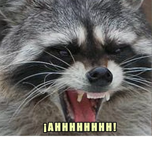 raccoon do mal, faixa de guaxinim, faixa de guaxinim, faixa de guaxinim do mal, o guaxinim é uma tira agressiva