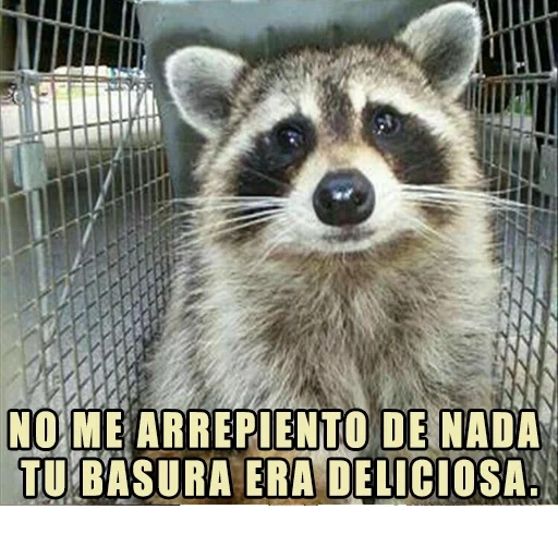 guaxinins, meme de guaxinim, animal de guaxinim, faixa de guaxinim, raccoon lenok