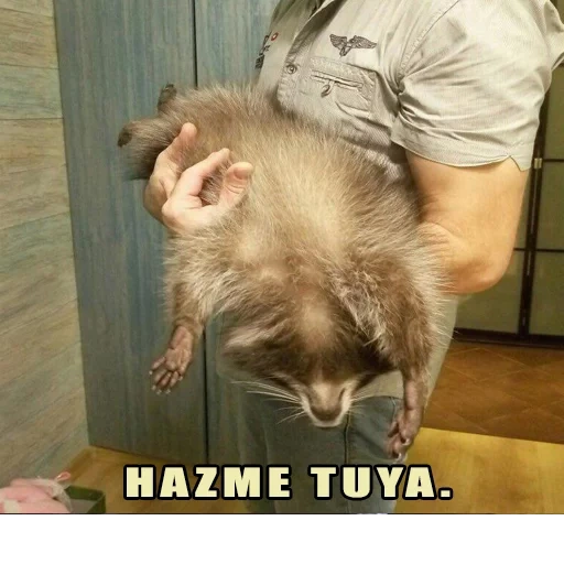 gato, guaxinim, faixa de guaxinim, raccoon doméstico, ferreto listrado de guaxinim