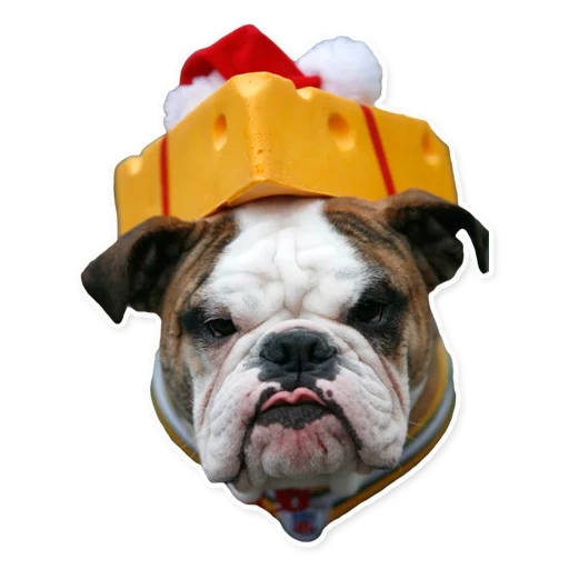 bulldog, bulldog de cachorro, inglês bulldog, bulldog britânico, bulldog britânico cão