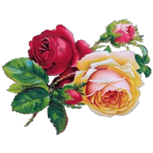 розы винтаж, цветы ретро, винтаж цветы, винтажные розы, винтажные цветы