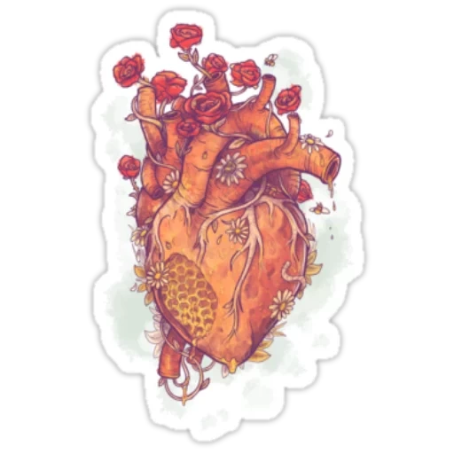 сердце анатомия, анатомическое сердце, сердце анатомия человека, тату анатомическое сердце