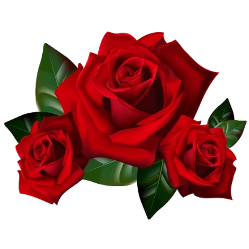 клипарт розы, красные розы, роза без фона, цветы без фона, красные розы белом фоне