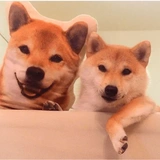 shibe