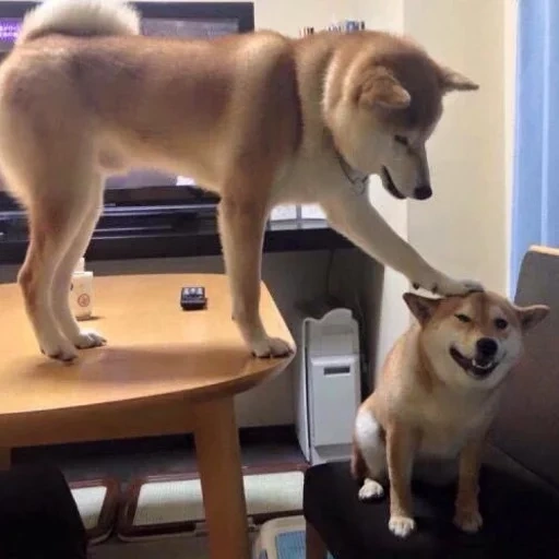 shiba, siba inu, shiba inu, cane akita, cane shiba inu